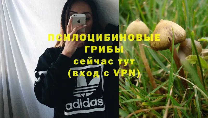 хочу наркоту  Нальчик  Псилоцибиновые грибы Magic Shrooms 